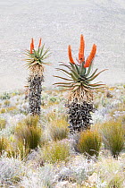 Cape Aloe (Aloe ferox) flowering, Gamkaberg Nature Reserve, South Africa