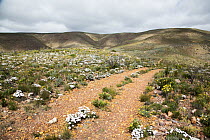 Road through fynbos, Gamkaberg Nature Reserve, South Africa