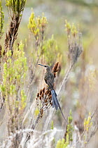 Cape Sugarbird (Promerops cafer), Swartberg Nature Reserve, South Africa