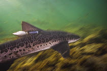 Leopard Shark (Triakis semifasciata) with tracking tag, La Jolla, San Diego, California