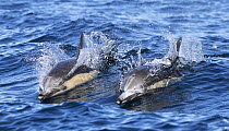 Common Dolphin (Delphinus delphis) pair surfacing, San Diego, California