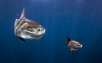 Ocean Sunfish (Mola mola) and juvenile, Oceanside, California