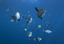 Ocean Sunfish (Mola mola) group and Halfmoons (Medialuna californiensis), San Diego, California
