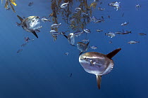 Ocean Sunfish (Mola mola) group and Halfmoons (Medialuna californiensis) at cleaning station under floating Giant Kelp (Macrocystis pyrifera), San Diego, California