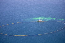 Yellowfin Tuna (Thunnus albacares) being caught by fishermen using fluorescein, a green dye creating virtual net, San Clemente Island, Channel Islands, California