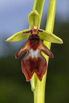 Fly Orchid (Ophrys insectifera) flower, Hessen, Germany