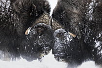 Muskox (Ovibos moschatus) bulls fighting in snowstorm, Dovre-Sunndalsfjella National Park, Norway