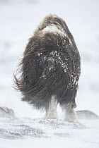 Muskox (Ovibos moschatus) in snowstorm, Dovre-Sunndalsfjella National Park, Norway
