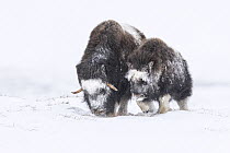 Muskox (Ovibos moschatus) mother and calf in snow, Dovre-Sunndalsfjella National Park, Norway