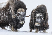 Muskox (Ovibos moschatus) bull and female in snow, Dovre-Sunndalsfjella National Park, Norway