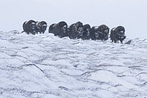 Muskox (Ovibos moschatus) herd in snowstorm, Dovre-Sunndalsfjella National Park, Norway
