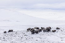 Muskox (Ovibos moschatus) herd in winter, Dovre-Sunndalsfjella National Park, Norway