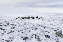 Muskox (Ovibos moschatus) herd in winter, Dovre-Sunndalsfjella National Park, Norway