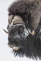 Muskox (Ovibos moschatus) bull in winter, Dovre-Sunndalsfjella National Park, Norway