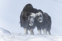 Muskox (Ovibos moschatus) mother and calf nuzzling in snowstorm, Dovre-Sunndalsfjella National Park, Norway
