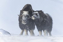 Muskox (Ovibos moschatus) mother and calf nuzzling in snowstorm, Dovre-Sunndalsfjella National Park, Norway