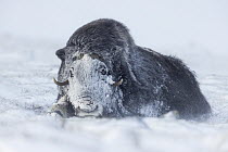 Muskox (Ovibos moschatus) bull in snowstorm, Dovre-Sunndalsfjella National Park, Norway