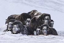 Muskox (Ovibos moschatus) herd after snowstorm, Dovre-Sunndalsfjella National Park, Norway