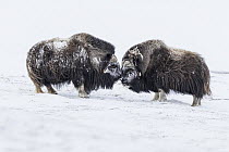 Muskox (Ovibos moschatus) bulls fighting in snow, Dovre-Sunndalsfjella National Park, Norway