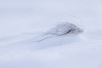 Muskox (Ovibos moschatus) hair on snow, Dovre-Sunndalsfjella National Park, Norway