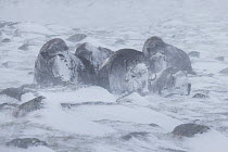 Muskox (Ovibos moschatus) group in snowstorm, Dovre-Sunndalsfjella National Park, Norway