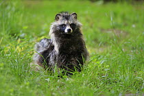Raccoon Dog (Nyctereutes procyonoides), native to Asia