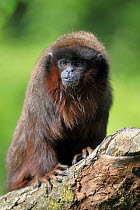 Dusky Titi Monkey (Callicebus moloch), native to South America