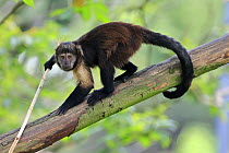 Yellow-breasted Capuchin (Cebus xanthosternos) using tool in tree, native to South America