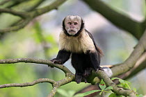 Yellow-breasted Capuchin (Cebus xanthosternos), native to South America