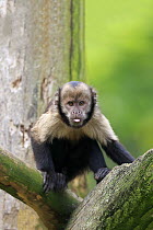 Yellow-breasted Capuchin (Cebus xanthosternos), native to South America