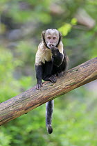 Yellow-breasted Capuchin (Cebus xanthosternos) feeding, native to South America