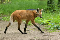 Maned Wolf (Chrysocyon brachyurus), native to South America