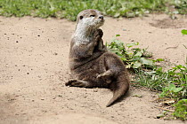 Oriental Small Clawed Otter (Aonyx cinerea) grooming, native to Asia