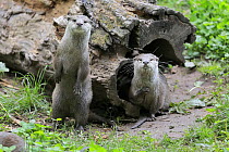 Oriental Small Clawed Otter (Aonyx cinerea) pair on alert, native to Asia