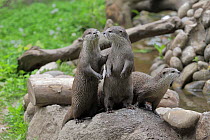 Oriental Small Clawed Otter (Aonyx cinerea) group on alert, native to Asia