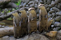 Oriental Small Clawed Otter (Aonyx cinerea) group on alert, native to Asia