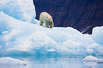 Polar Bear (Ursus maritimus) male on iceberg, Scoresby Sound, Greenland