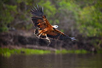 Black-collared Hawk (Busarellus nigricollis) flying with fish prey, Pantanal, Brazil