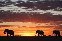 African Elephant (Loxodonta africana) group at sunset, Nxai Pan National Park, Botswana