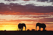 African Elephant (Loxodonta africana) pair at sunset, Nxai Pan National Park, Botswana