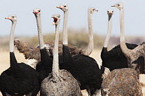 Ostrich (Struthio camelus) males and females, Nxai Pan National Park, Botswana