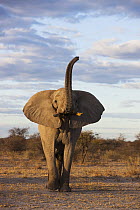 African Elephant (Loxodonta africana) in defensive posture, Nxai Pan National Park, Botswana