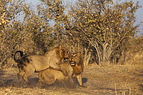 African Lion (Panthera leo) sub-adult males play-fighting, Chobe National Park, Botswana