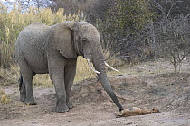 African Elephant (Loxodonta africana) smelling baby Roan Antelope (Hippotragus equinus) carcass, Marakele National Park, South Africa