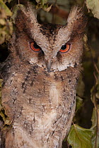 Philippine Scops-Owl (Otus megalotis), native to Asia