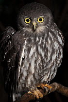 Barking Owl (Ninox connivens) at night, native to Australia