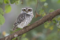 Spotted Owlet (Athene brama), Mudumalai National Park, India