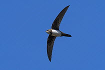 Alpine Swift (Tachymarptis melba) flying, Porto-Vecchio, France