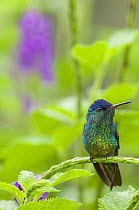 Golden-tailed Sapphire (Chrysuronia oenone) hummingbird, Manu National Park, Peru