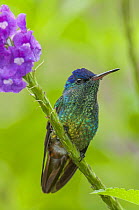 Golden-tailed Sapphire (Chrysuronia oenone) hummingbird, Manu National Park, Peru